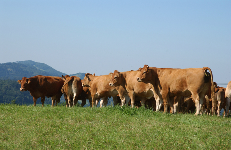 Nedap Now?width=1660